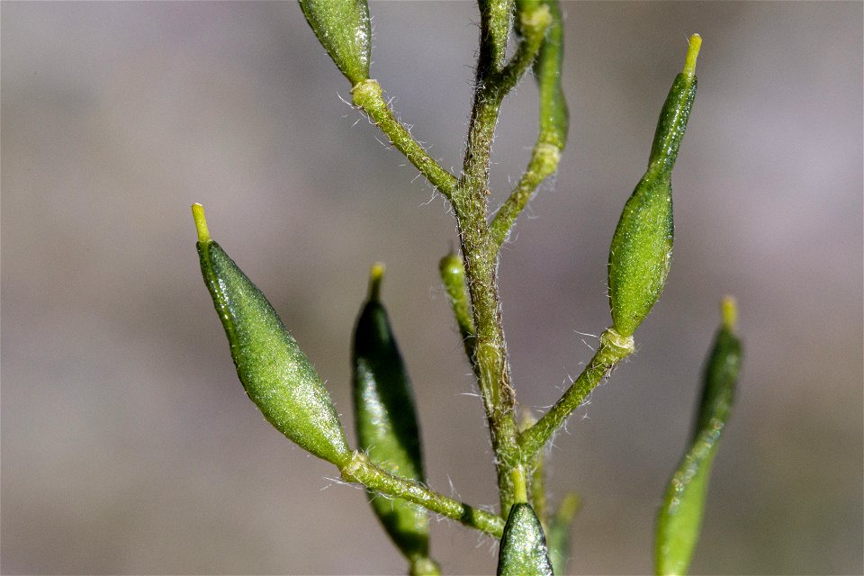 Draba heilii photo