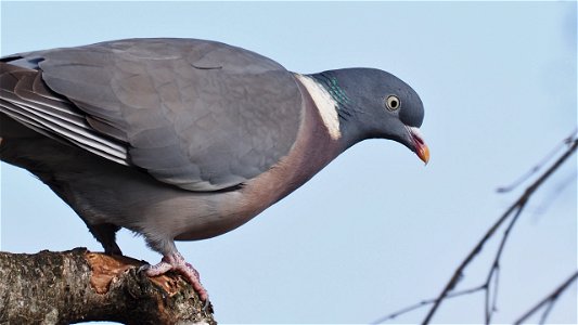 Ringeltaube vor dem Abflug