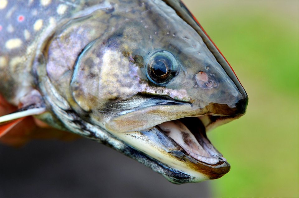 Female Coaster Brook Trout photo