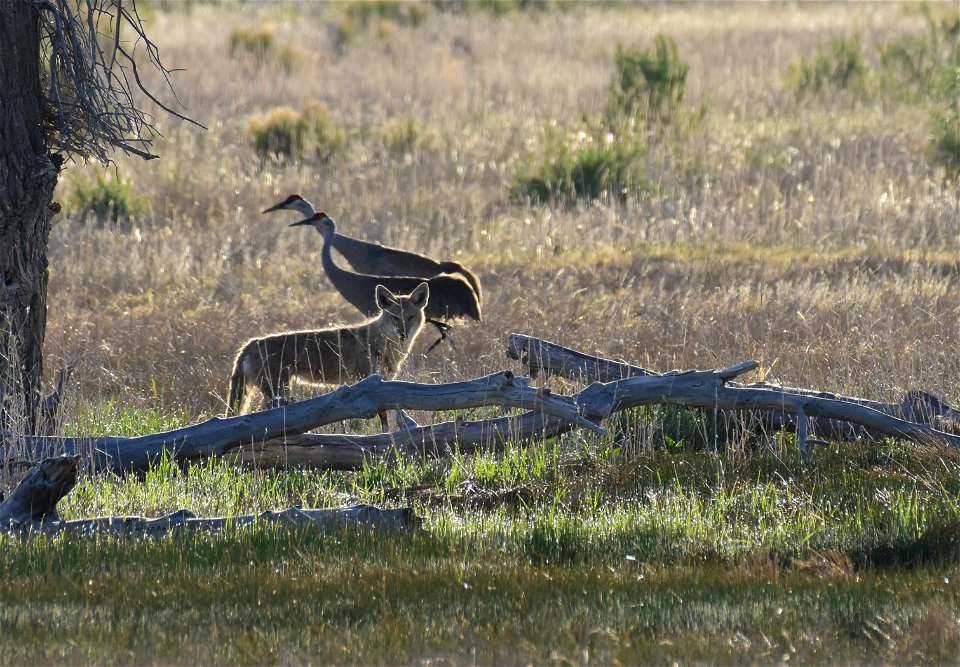 Coyote on Seedskadee National Wildlife Refuge photo