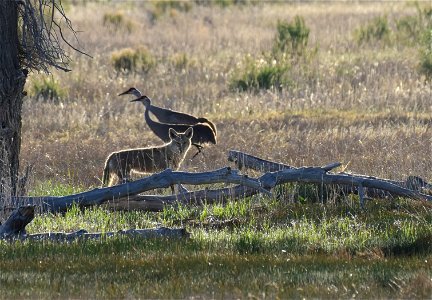 Coyote on Seedskadee National Wildlife Refuge photo