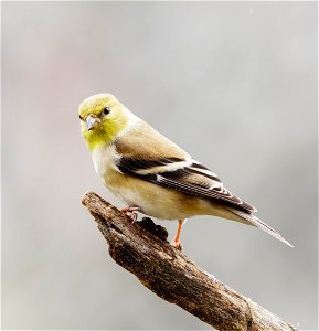 American Goldfinch photo