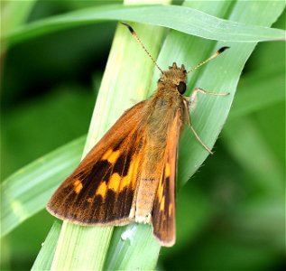 SKIPPER, BROAD-WINGED (Poanes viator) (05-25-2023) mattamuskeet nat wildlife refuge, hyde co, nc -07 photo