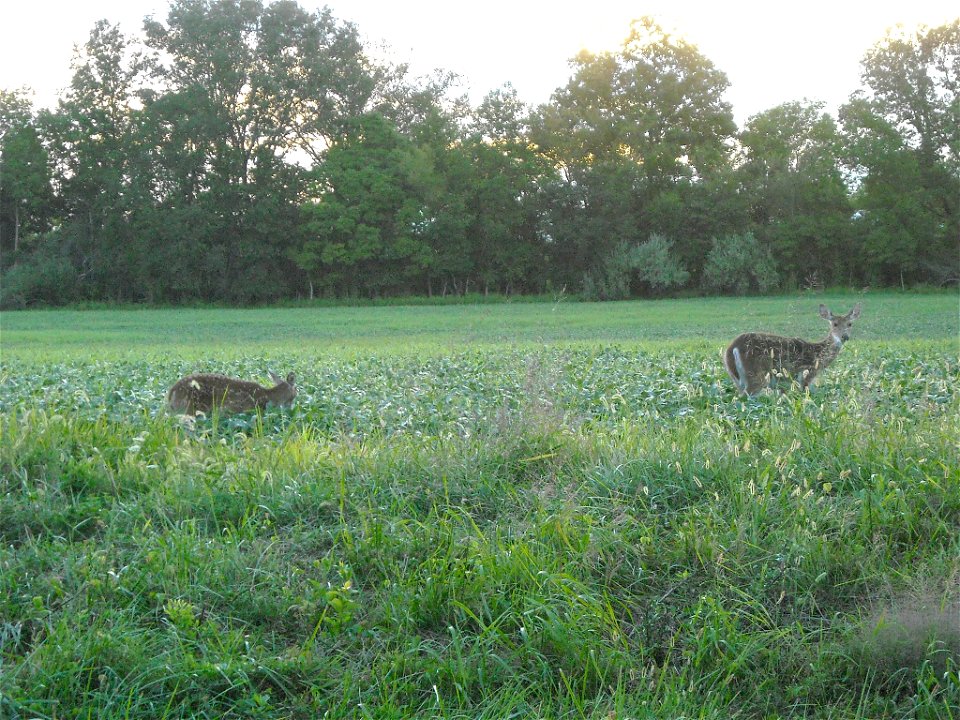 Deer