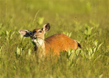 Deer Enjoying Meadow Grass photo