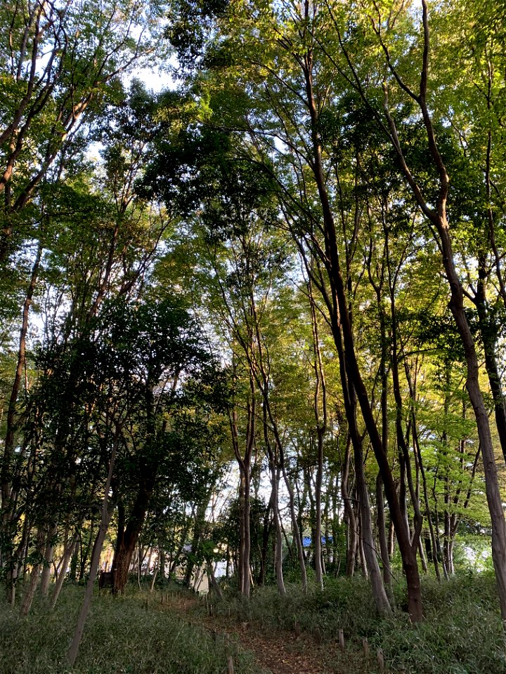 Koyama Nature Conservation Area, Higashikurume-shi in November