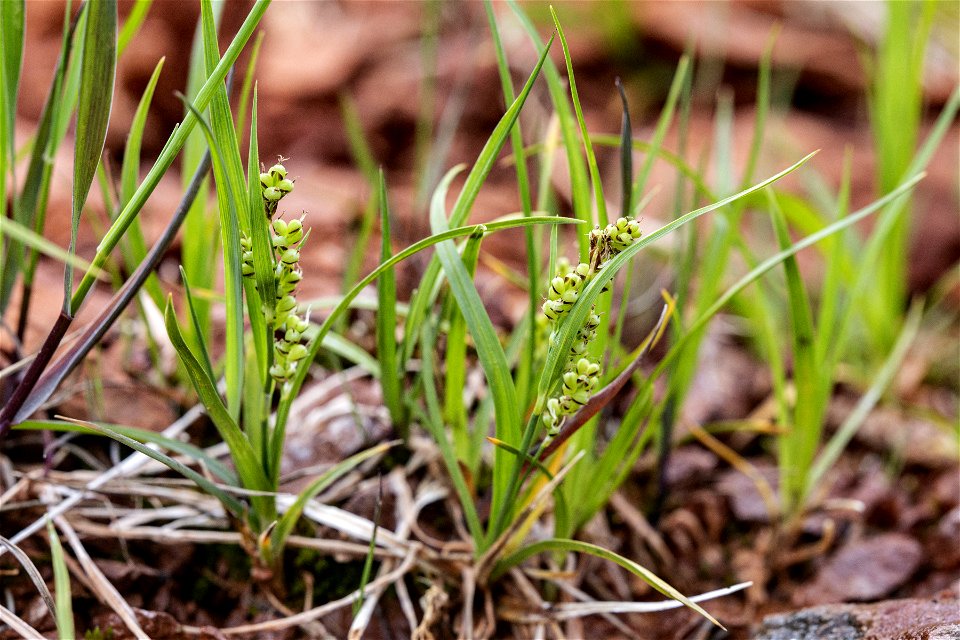 Carex aurea