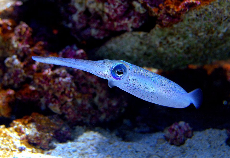 Monterey Bay Aquarium