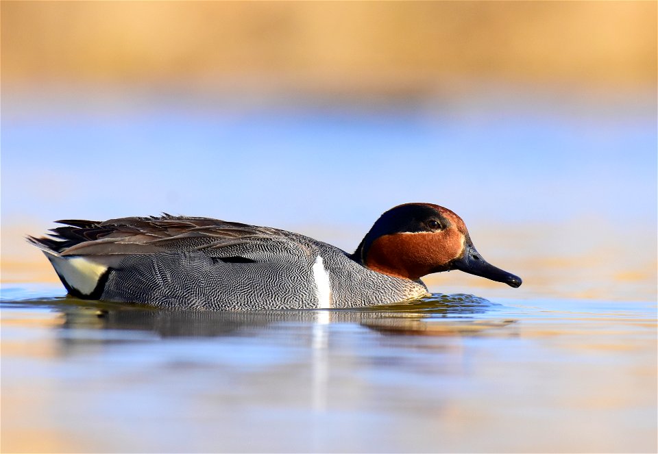 Green-winged teal at Seedskadee National Wildlife Refuge