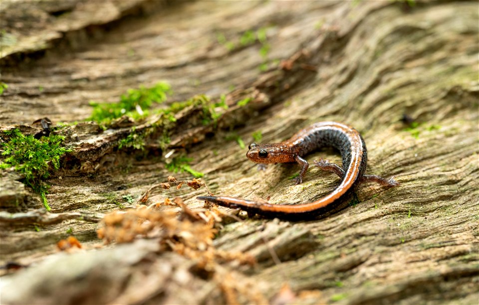 Red-backed Salamander