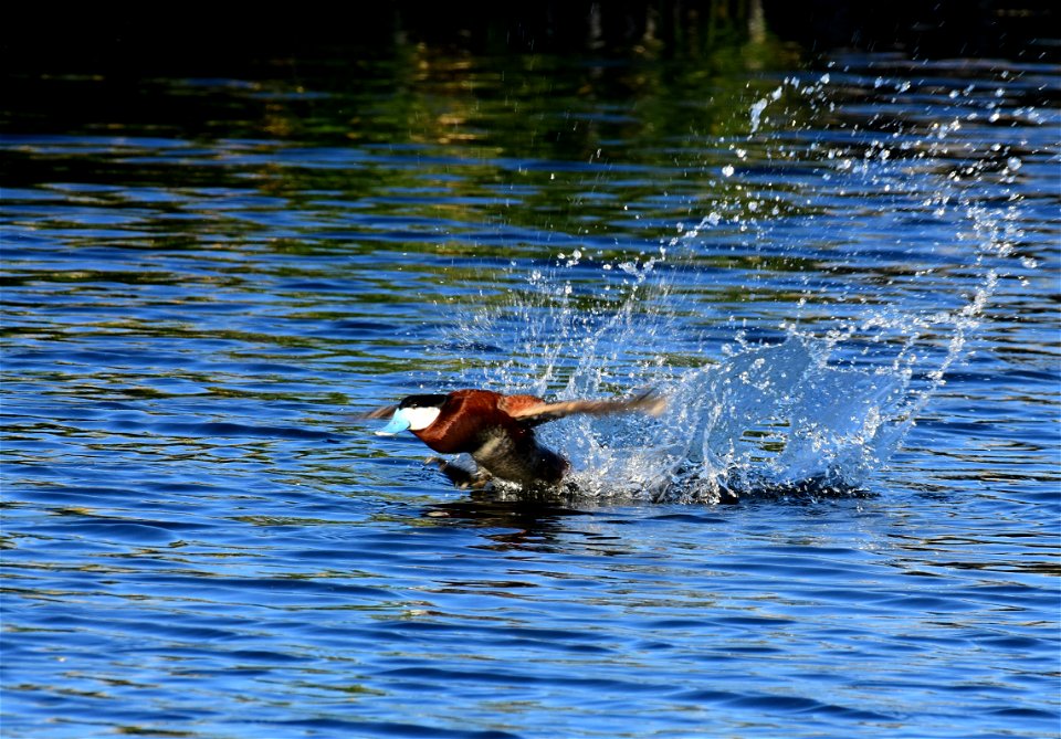 Ruddy duck at Seedskadee National Wildlife Refuge