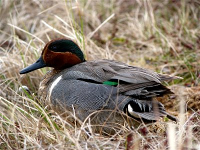 Green-winged teal male photo