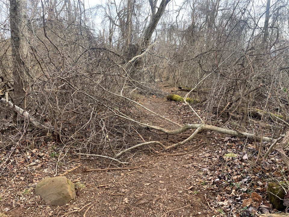 Ice Storm Cleanup North District/Fox Hollow Trail
