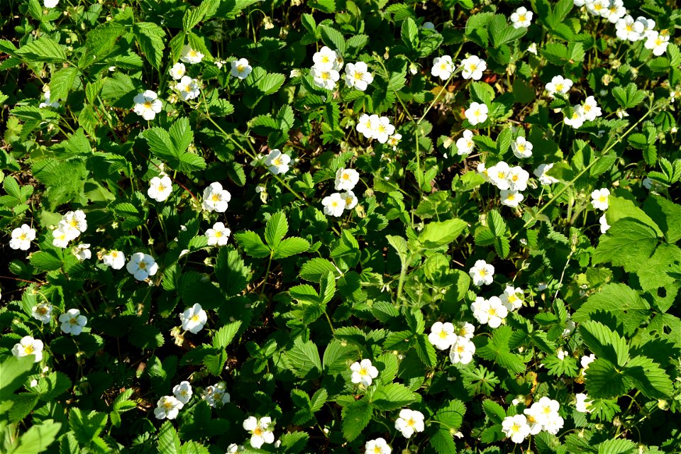 Wild Strawberry flowers