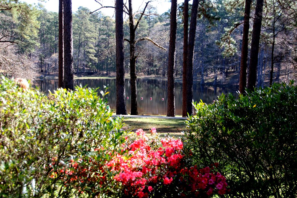 Stuart Lake - Kisatchie National Forest - 002
