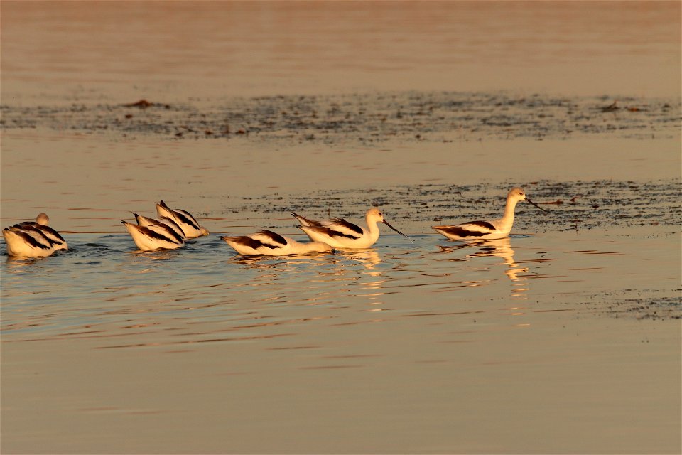 Fall Plumage American Avocets Huron Wetland Management District