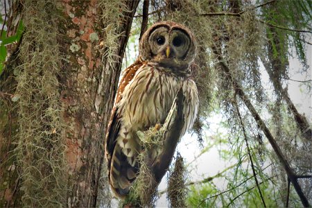 Barred Owl photo