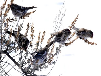 Common redpoll at Seedskadee National Wildlife Refuge