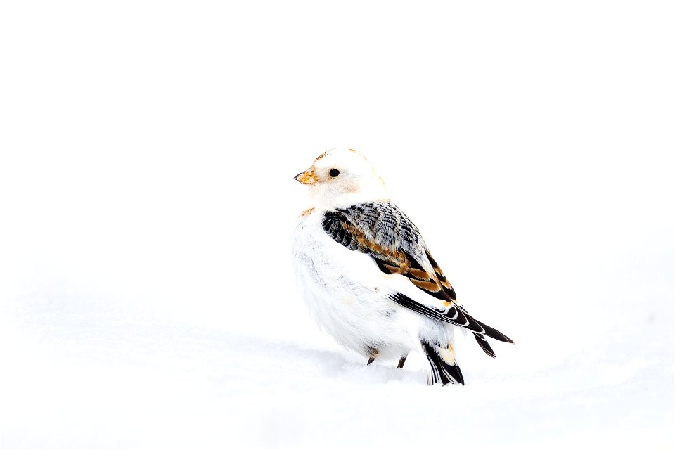 Snow bunting in the snow
