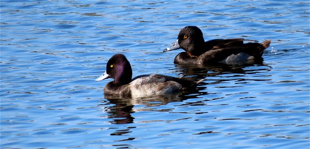 Lesser Scaup in front, Ring-necked Duck in back, both males