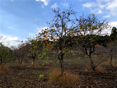 Kanayamacho, Higashikurume-shi in November
