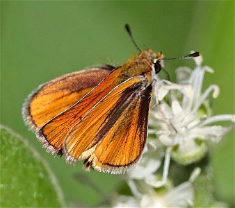 SKIPPERLING, SOUTHERN (Copaeodes minimus) (01-03-2022) the butterfly center, mission, hidalgo co, tx -01