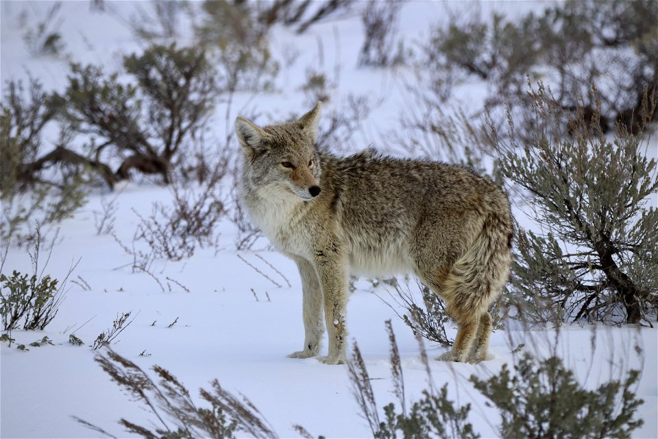 Coyote photo