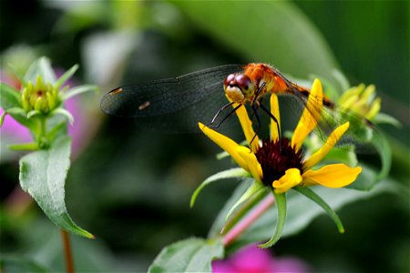 Female meadowhawk dragonfly in an urban rain garden photo