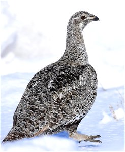 Greater sage-grouse on Seedskadee National Wildlife Refuge photo