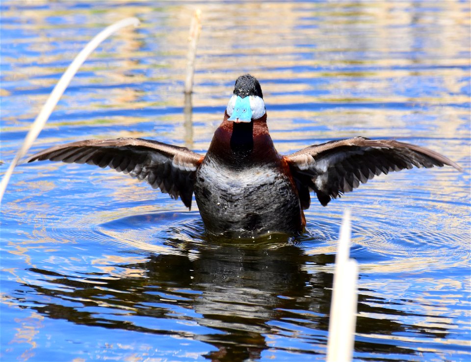 Ruddy duck at Seedskadee National Wildlife Refuge