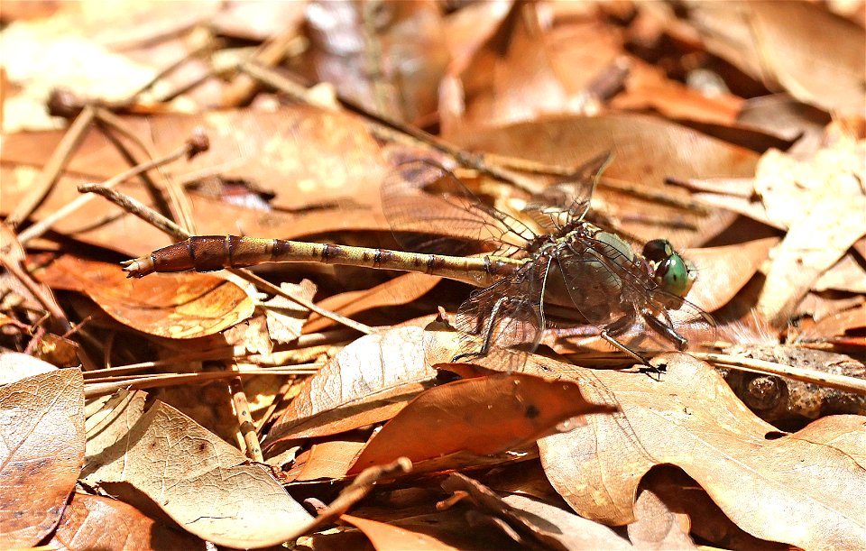 CLUBTAIL, GRAY-GREEN (Arigomphus pallidus) (05-20-2023) ev henwood nature preserve, brunswick co, nc (1)