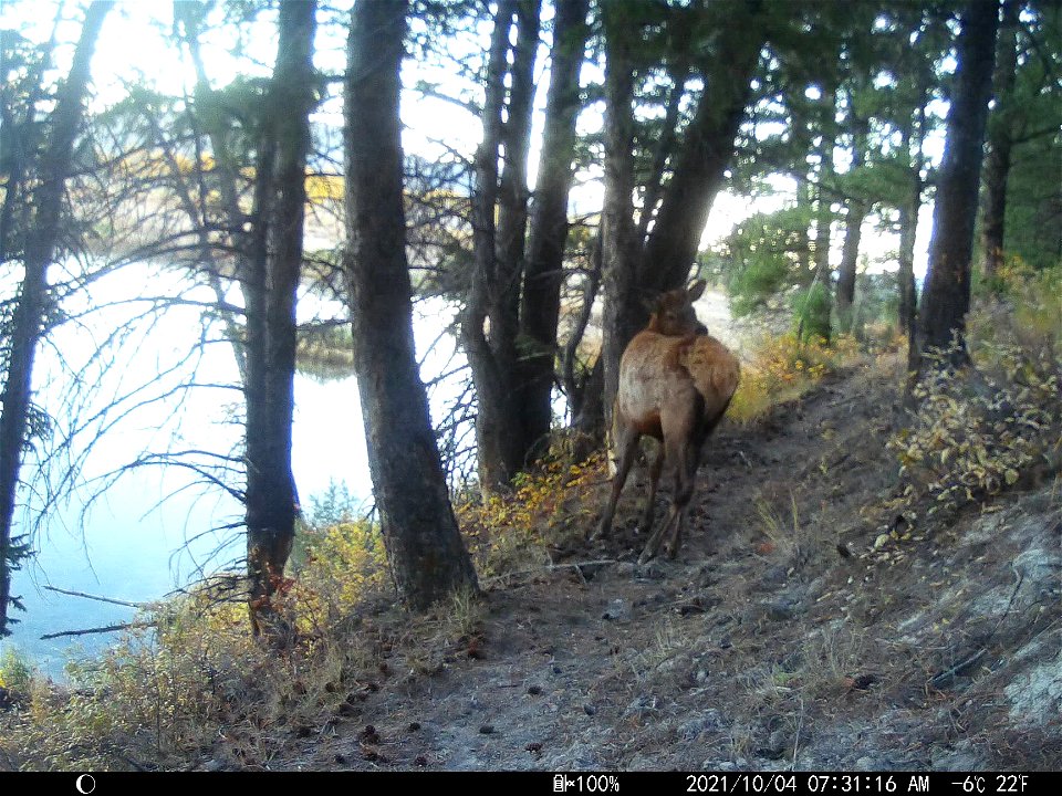 Trail camera on the National Elk Refuge