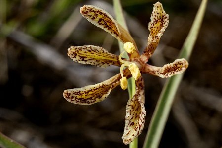 Fritillaria atropurpurea