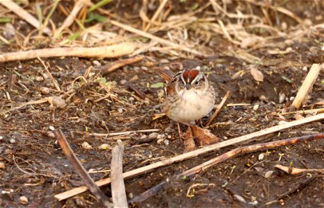 Swamp Sparrow Huron Wetland Management District photo
