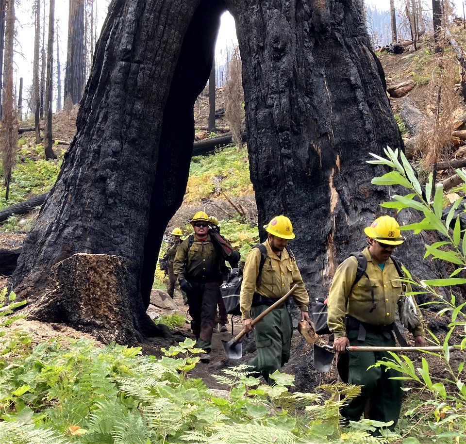 Giant Sequoia Emergency Response Project
