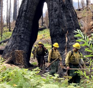 Giant Sequoia Emergency Response Project photo