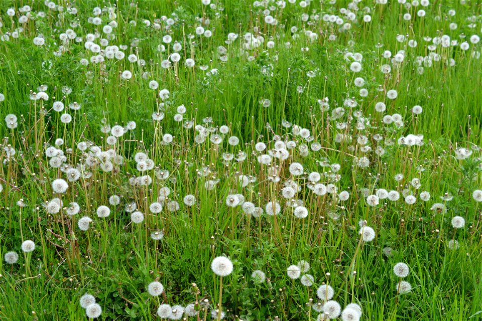 Gorgeous springtime photo