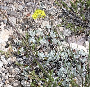 BLUE, PUMICE (Euphilotes on Eriogonum marifolium) (07-23-2022) 6500-7500ft, crater lake, klamath co, or (5)