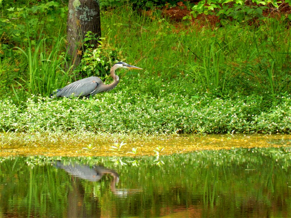 bird great blue heron Harris Lake ncwetlands KG (2)