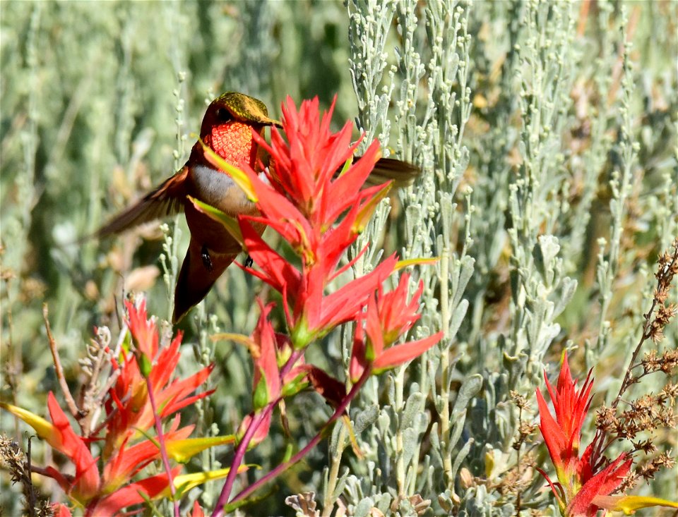 Rufous hummingbird at Seedskadee National Wildlife Refuge