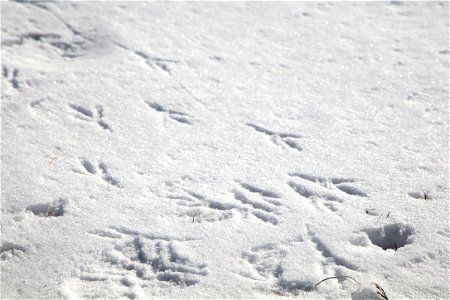 Raven Snow Tracks photo