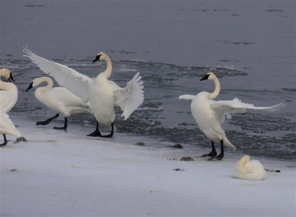 Trumpeter swan at Seedskadee National Wildlife Refuge
