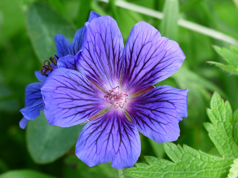 Stamp plant flower