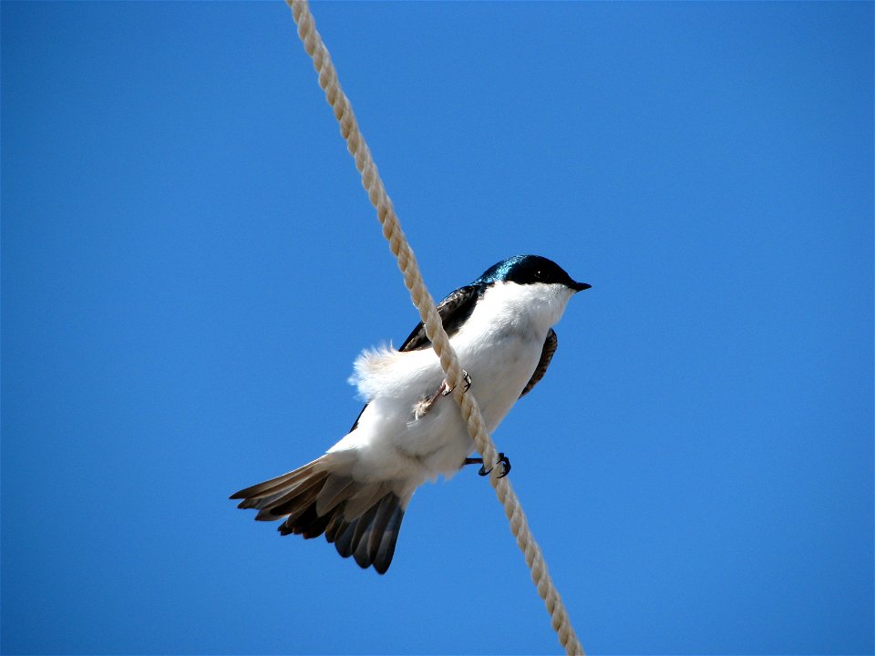 Tree swallow perched on tie down photo
