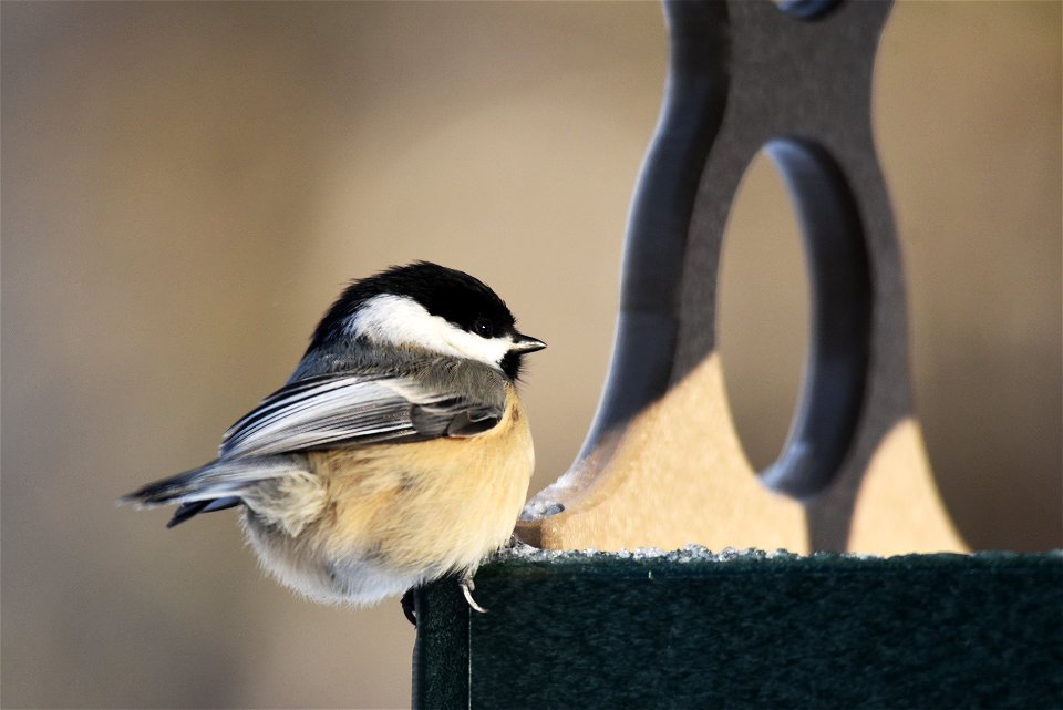 Black-capped chickadee photo