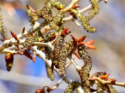 Narrowleaf cottonwood (Populus angustifolia) at Seedskadee National Wildlife Refuge photo