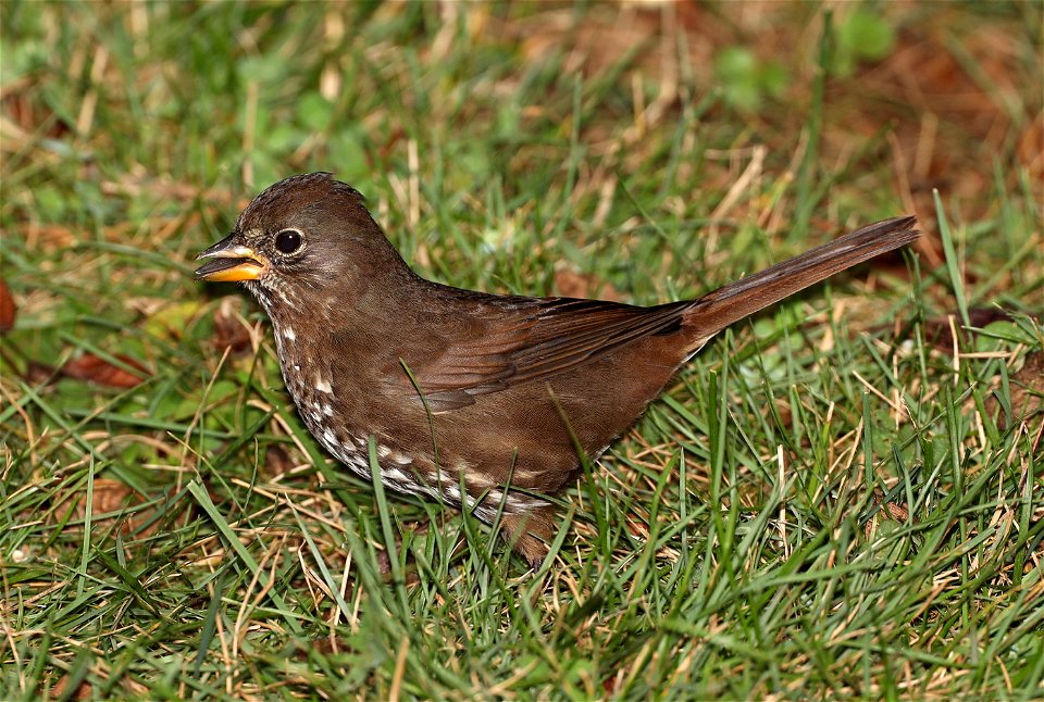 891 - FOX SPARROW (11-03-2021) sooty, crescent city, del norte co, ca -01