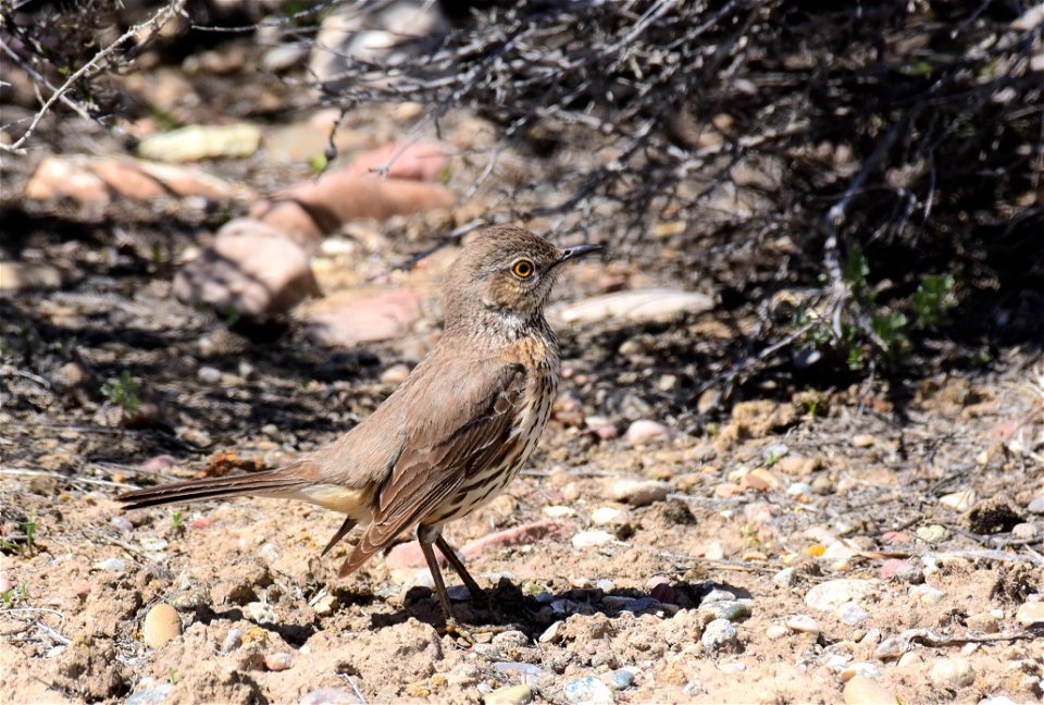Sage thrasher at Seedskadee National Wildlife Refuge