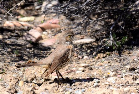 Sage thrasher at Seedskadee National Wildlife Refuge photo