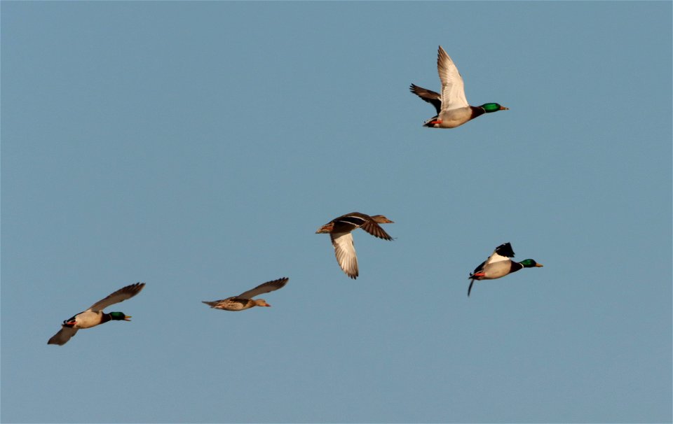 Mallards in Flight Huron Wetland Management District